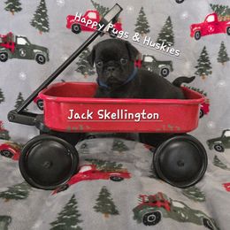 Jack Skellington - Black male Pug puppy in Greenville, North Carolina from Happy Pugs & Huskies