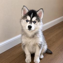 Girl 1 - Sable and white female Siberian Husky puppy in Iron River, Wisconsin from Wiemeri Siberians