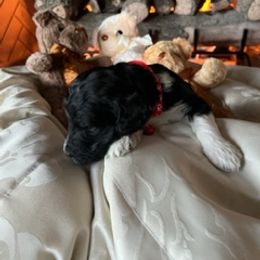 Boy 2 - Saint Berdoodle puppy in Idaho from Oodles of Doodles, LLC