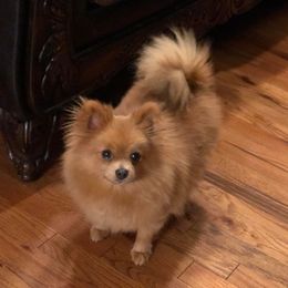Layla - Pomeranian
