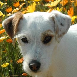 Ava - Parson Russell Terrier