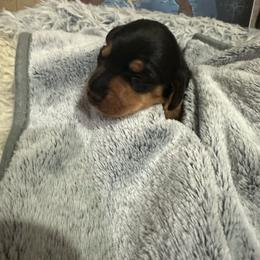 Ringo - Black and tan male Dachshund puppy in Palo Cedro, California from RK Doxies