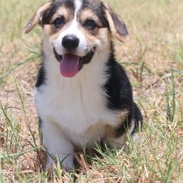 Lamborghini - Black and tan male Pembroke Welsh Corgi puppy in West, Texas from Rustic Spur Kennel