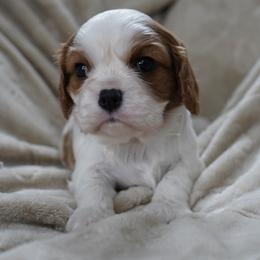 Samuel - Blenheim male Cavalier King Charles Spaniel puppy in Lula, Georgia from Cavaliers by Crumley