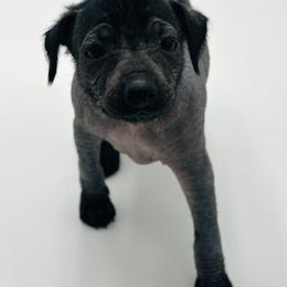 Adley - Black female Xoloitzcuintli puppy in West Jordan, Utah from Majestic Nakids