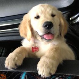 Golden Retriever All Grown Up from Sadie Lane Family Goldens