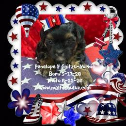 Penelope F Shitzu-Yorkie - Seal brindle and white female Boston Terrier puppy in Silverhill, Alabama from Malteseuluv’s Tiny Treasurers