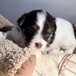 Boy 3 - Chocolate male Havanese puppy in East Lansing, Michigan from VanCort's Happy Havanese