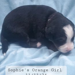 Orange Girl - Bernese Mountain Dog puppy from Bernese Mountain Dogs of Pony Trail Farm