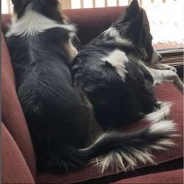 Border Collie All Grown Up from Border Collie LLC