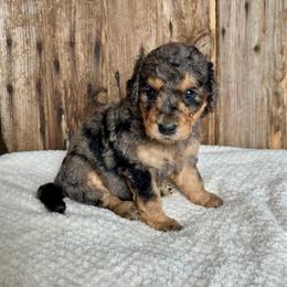 Cici - Blue merle female Bernedoodle puppy in Savannah, Missouri from Rose Creek Mini Aussies and doodles