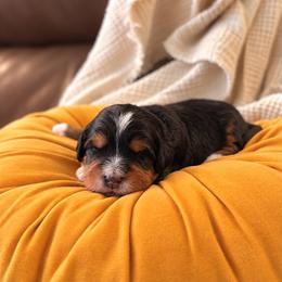 Sweet Potato - Tri-color female Bernedoodle puppy in Travelers Rest, South Carolina from Bernedoodle.do