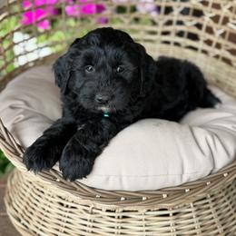White Russian - Black and white male Aussiedoodle puppy in Grinnell, Iowa from Rural Iowa Aussies & Doodles