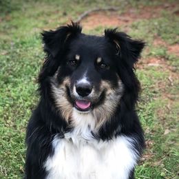Fenny - Australian Shepherd
