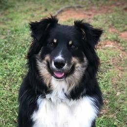 Fenny - Australian Shepherd