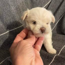 Lucy - White female Morkie puppy in Taylorsville, North Carolina from Mountain Top Hot Tailz