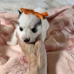 Female piebald - Black and white female Pomsky puppy in Leesburg, Virginia from Capital Pomsky