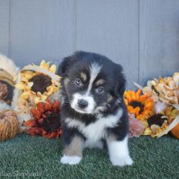 Cece - Black tri-color female Australian Shepherd puppy in Fallon, Nevada from Double H Australian Shepherds