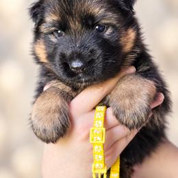 Yellow girl - Black and red female German Shepherd puppy in Johnstown, Ohio from Vom Haus Neufus