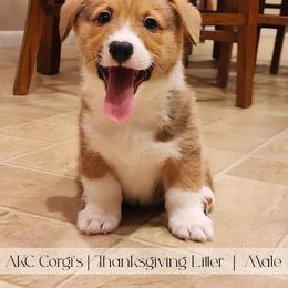Sweet Potato - Red male Pembroke Welsh Corgi puppy in Pine Village, Indiana from NL Horsemanship