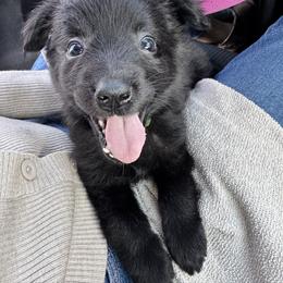 Australian Shepherd and Miniature American Shepherd Puppies from Autumn Fall Aussies