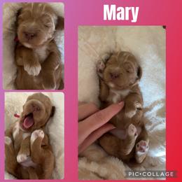 Girl 2 - Red  female Goldendoodle puppy in Decatur, Texas from Scherrer Sweet Goldendoodles