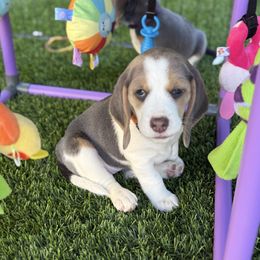 Star- Orange Collar - Blue tan and white female Beagle puppy in Las Vegas, Nevada from Hound Kings