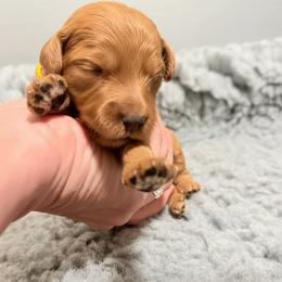 Cassiopeia (gold collar) - Apricot female Goldendoodle puppy in Twin Falls, Idaho from Magic Valley Family Doodles
