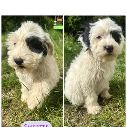 Sweetie - White female Portuguese Water Dog puppy in Battle Ground, Washington from Purely Opal