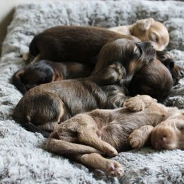 Dachshund Puppies from Tired Chef Dachshunds