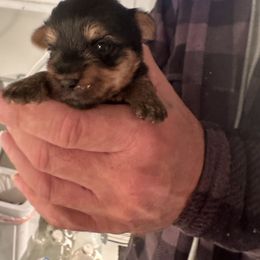 Sprout - Black and tan male Yorkshire Terrier puppy in Cameron, Oklahoma from Jane’s Yorkies