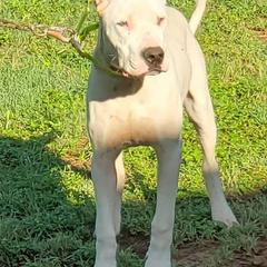 Dogo Argentinos from Cazadores Del Monte Bajo