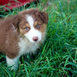 Glory (Orange) - Red tri-color female Australian Shepherd puppy in Navasota, Texas from Triple MMM Kennel