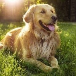 Finn - Golden Retriever