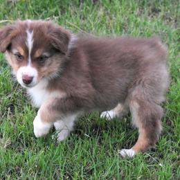 Havoc - Red tri-color female Australian Shepherd puppy in San Tan Valley, Arizona from Mott Ranch - Blazin' Sun Aussies