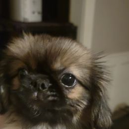 Boy 5 - Gray sable male Pekingese puppy in Burns, Kansas from Pekingese Dynasty