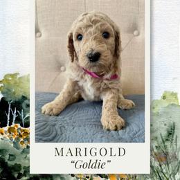Marigold - Cream female Labradoodle puppy in Kingman, Arizona from The Dood Ranch