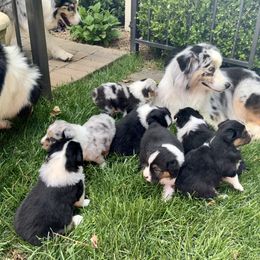 Australian Shepherd Puppies from Highline