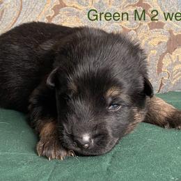Green collar boy - Black and red male German Shepherd puppy in Coleta, Illinois from Four Leaf Farm- Vom Vierblättriges Bauernhof