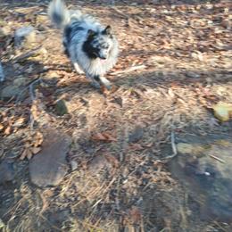 Blueberry - Pomeranian