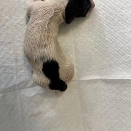 Ginger Bread - Black and tan male Dachshund puppy in Highland, California from BAES Teufelshunde