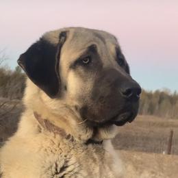 Yüsuf - Anatolian Shepherd Dog