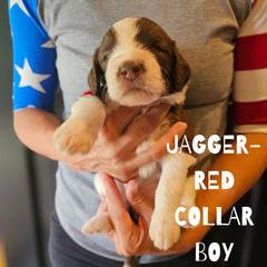 Jagger - Saint Berdoodle puppy from Doodles by Starlight