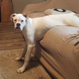 Zoe - Boxer