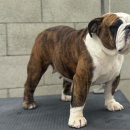 Bulldogs and French Bulldogs from Jose Navarro