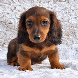 Otis - Red male Dachshund puppy in Farmington, Missouri from Eva Leas Pups