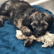 Whoodle Puppies from Aisling Pups