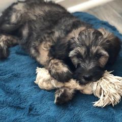 Whoodle Puppies from Aisling Pups