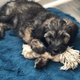 Whoodle Puppies from Aisling Pups