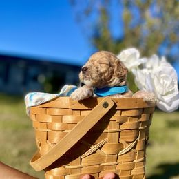 Labradoodle and Poodle Puppies from PawfectBud